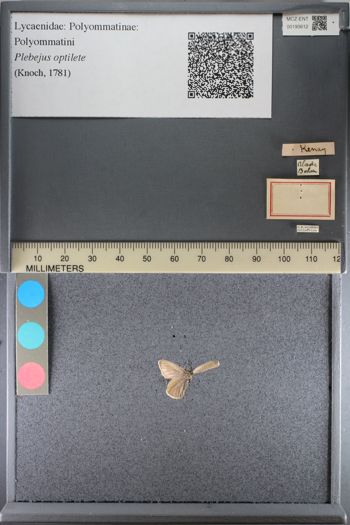 Media type: image;   Entomology 193612